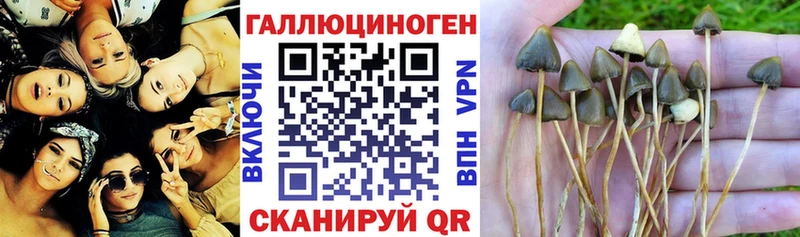Галлюциногенные грибы Psilocybine cubensis  Боровичи 